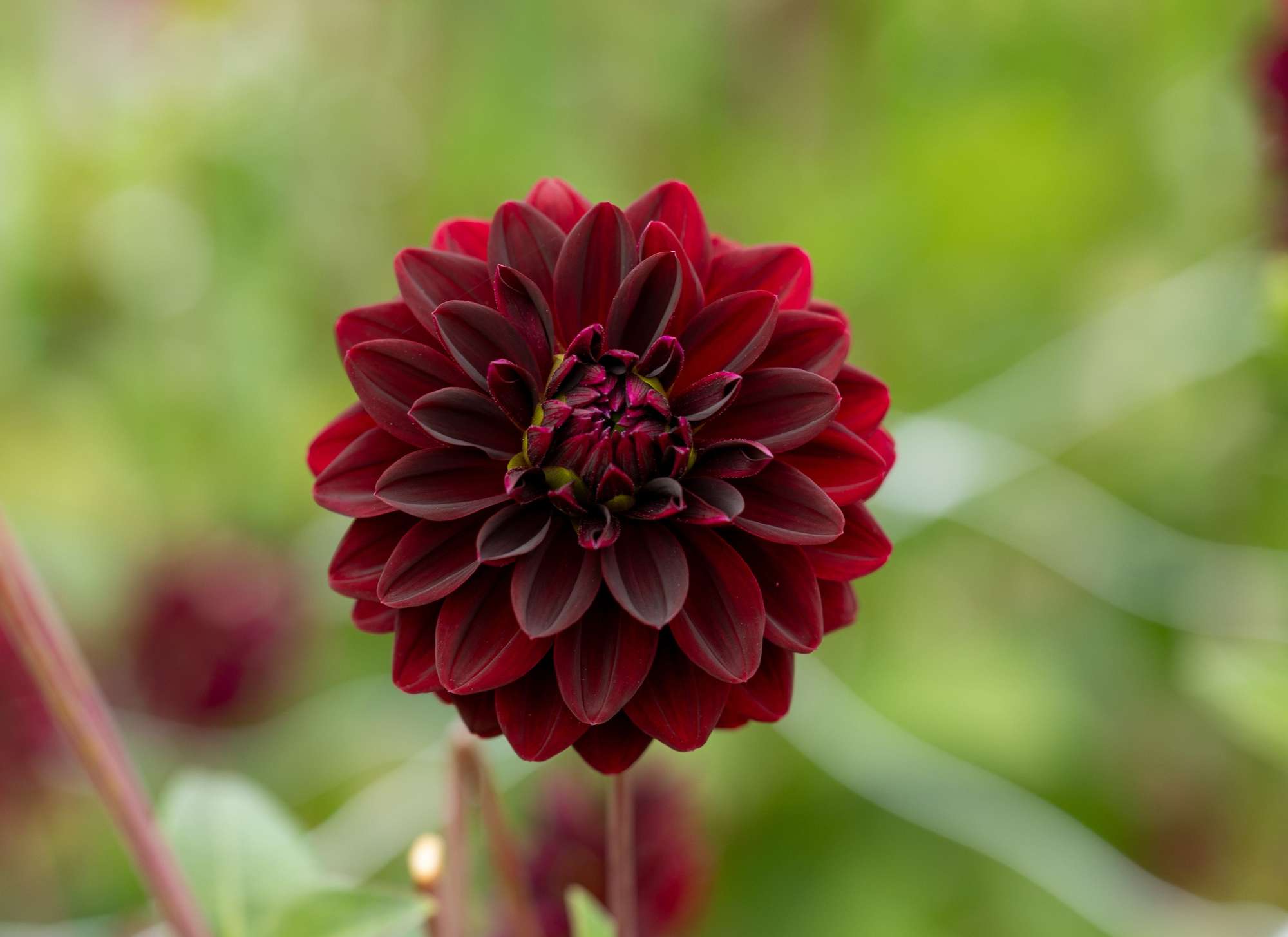 Dahlia 'Arabian Night'